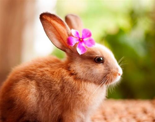 نگهداری خرگوش در خانه: بیماریها و هر آنچه در مورد خرگوش باید بدانید